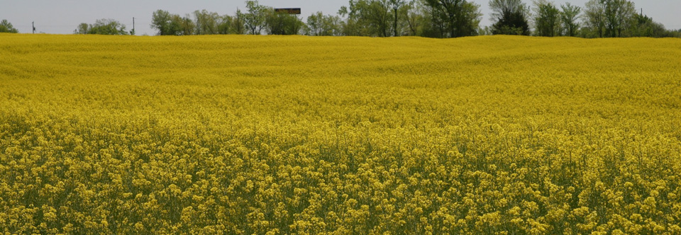 At MARC-IV, we’re planting the seeds for the next generation with our work in new crop development.